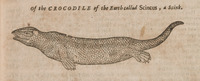 Of the Crocodile of the Earth called Scincus, a Scink