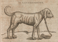 The English Blood-Hound