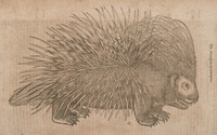 The Porculpine or Porcupine