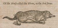 Of the Mouse called the Shrew or Erd Shrew