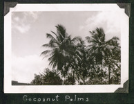 Coconut Palms