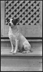 Dog sitting on top step
