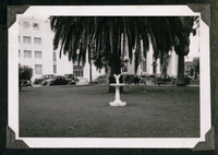 Palm tree and fountain