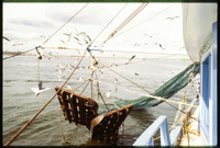 Seagulls surround a shrimping net hanging off side of boat