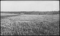 Field with plants and building in the distance