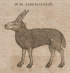 Of the Strepsiceros