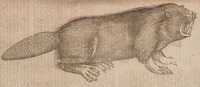 Beaver