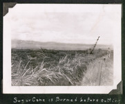 Sugarcane being burnt before cutting