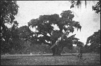 Tree with Spanish moss