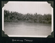 Banana trees