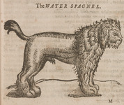 The Water Spagnel