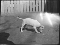 Dog sniffing the ground