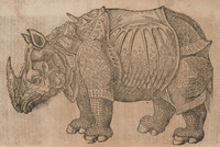 Rhinoceros