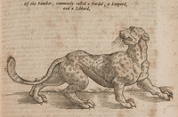 Of the Panther, commonly called a Pardal, a Leopard, and a Libbard