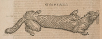 Of the Weasel