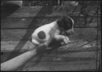 Puppy being held in one hand