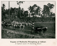 Teams of Bullocks Ploughing at Adyar