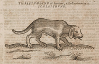 The Sluth-Hound of Scotland, called in Germany a Schlatthund