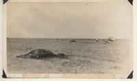 Dead cattle between Texas City and Virginia Point