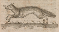 Crucigeran Fox
