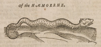 Of the Haemorrhe