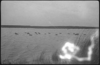 Ducks in body of water