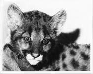 Shasta V as a cub