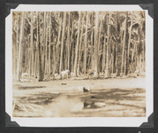 A coconut grove in Zamboanga