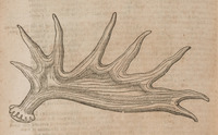 Reyner Antler