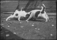Group of spotted puppies