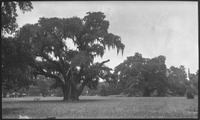Bench under large tree