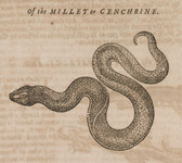 Of the Millet or Cenchrine