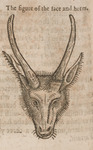Hart and Hinde, The figure of the face and horns