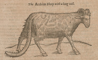 The Arabian Sheep with a long tail