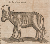 Of the African Bugil