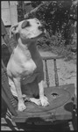 Dog sitting on rocking chair