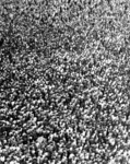 Crowd, Aerial view