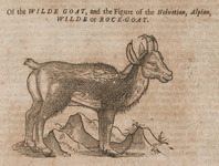 Of the Wilde Goat, and the figure of the Helvetian, Alpian, Wilde, or Rock-Goat