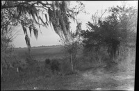 Field and trees with Spanish moss