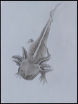 Axolotl