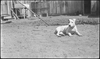 Dog lying down in yard