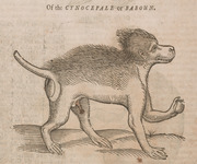 Of the Cynocepale or Baboun