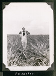 P. O. Beeker in pineapple field
