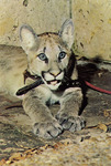 Shasta V as a young cougar