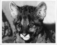 Shasta V as a startled cub