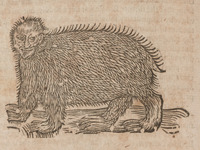 Bear Ape Arctopithecus