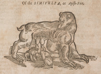 Of the Simivulpa or Apish-Fox