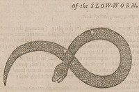 Of the Slow-Worm