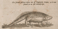 The second picture taken out of Oppianus poems, as it was found in an old manuscript