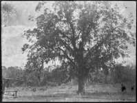 Tree with Spanish moss